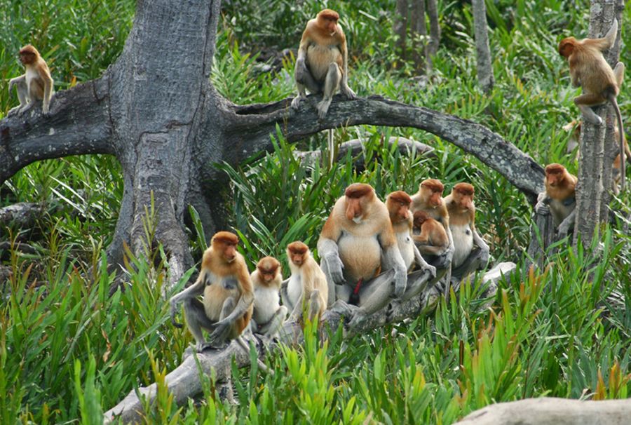 Malasia-Viajes-Borneo_Nasenaffe