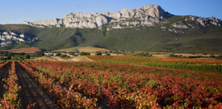 Rioja Alavesa Viñedos