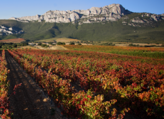 Rioja Alavesa Viñedos