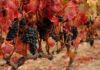 RIOJA ALAVESA