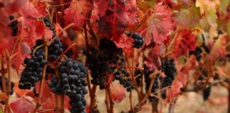 RIOJA ALAVESA