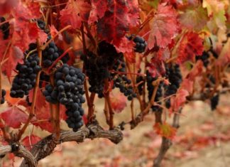 RIOJA ALAVESA