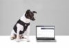 Dinbeat y su Arnés multiparamétrico galardonados con el premio “Innoval For Pets” en Iberzoo+Propet 2022