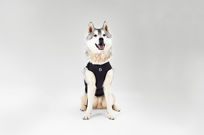 Dinbeat UNO, premio “nnoval For Pets Dinbeat UNO, premio “Innoval For Pets”