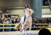 Madrid Horse Week