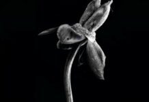 Herbarium Evanescence Fotografa Artistica Julia Gonzalez Liebana
