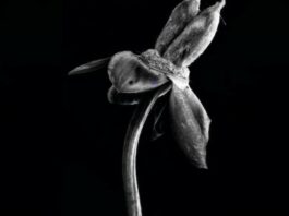Herbarium Evanescence Fotografa Artistica Julia Gonzalez Liebana