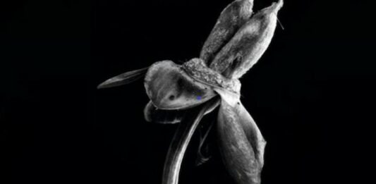 Herbarium Evanescence Fotografa Artistica Julia Gonzalez Liebana