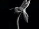 Herbarium Evanescence Fotografa Artistica Julia Gonzalez Liebana